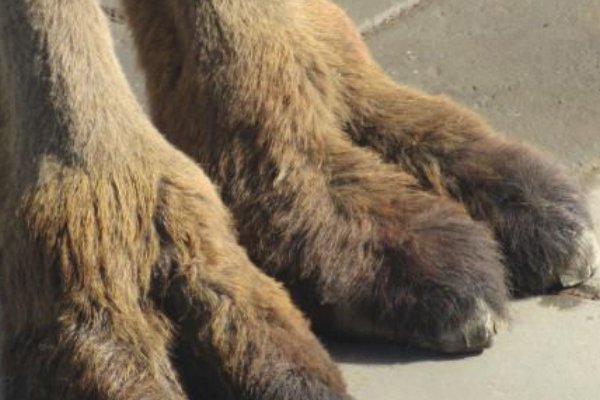 camel toe什么意思？