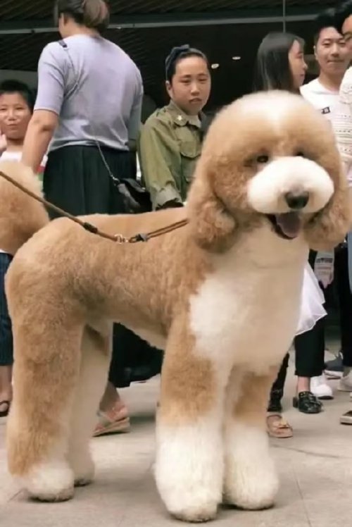 巨贵犬多少钱一只?