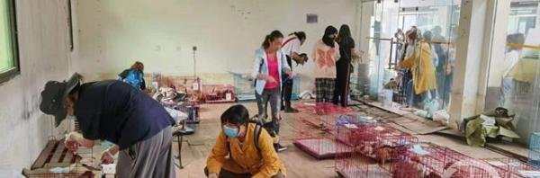 成都“宠物盲盒”涉事中通快递网点仍在派件，被指长期运送活体猫狗