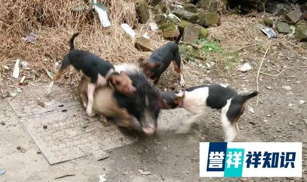 搜狗/讯飞输入法被下架,国网痛斥资本大搞「1分钱充电」,我说活该!