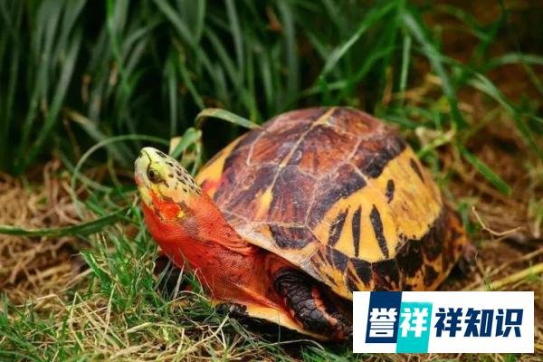 小苗比种龟还贵,这又是什么龟?