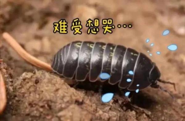 昆明9万学生全城找鼠妇做实验 为什么要多只鼠妇做实验？