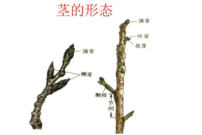 茎是什么意思?