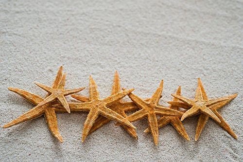 海星用什么呼吸