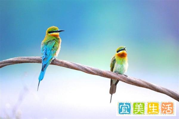 黄鹂鸟
