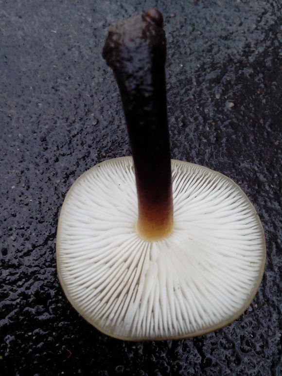 核桃树的菌叫什么?能吃吗