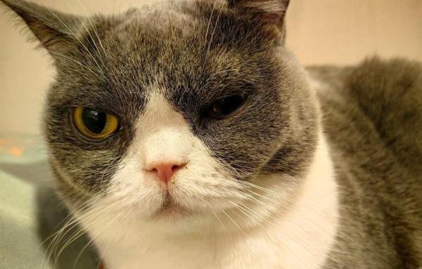 猫咪冷知识，你们发现猫咪长时间不眨眼了吗？