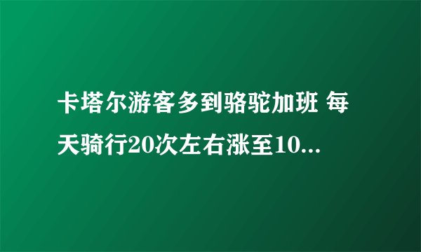 卡塔尔游客多到骆驼加班 每天骑行20次左右涨至1000次左右