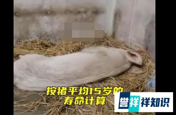 14岁的猪坚强已瘦骨嶙峋 这是咋情况?