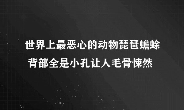 世界上最恶心的动物琵琶蟾蜍 背部全是小孔让人毛骨悚然