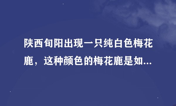 陕西旬阳出现一只纯白色梅花鹿，这种颜色的梅花鹿是如何产生的？