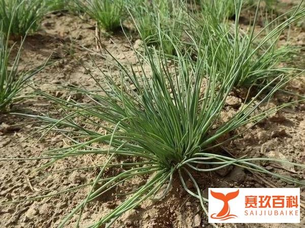 揭秘“一带一路”晚宴吃什么，9道菜，3种国产酒，餐桌布置用心了