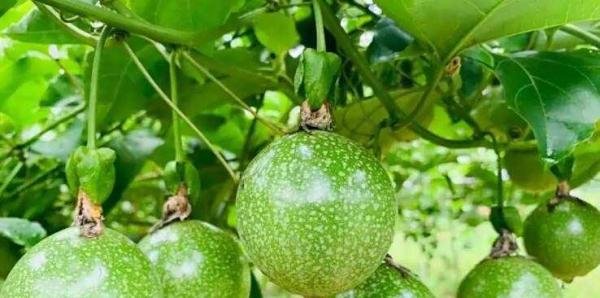 超过35℃,百香果就很难结果,对吗
