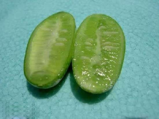 世界最小的西瓜：您见过吗？