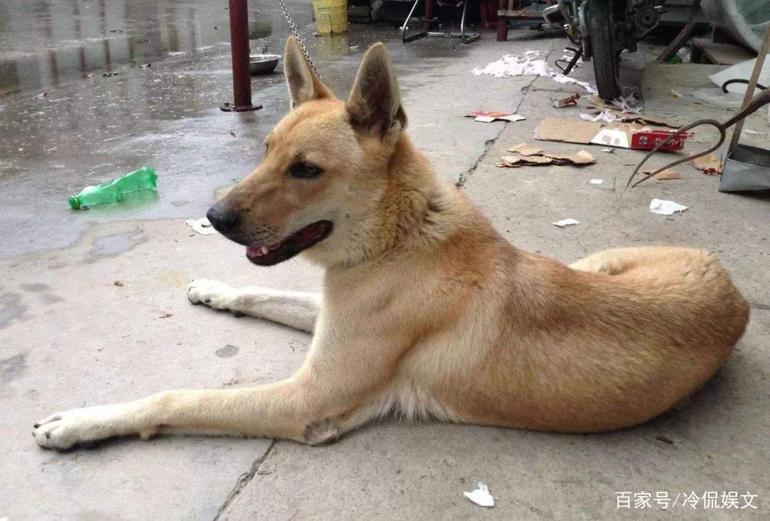 视频曝男子喷不明液体后狗狗迅速死亡,他喷射的液体究竟是什么?