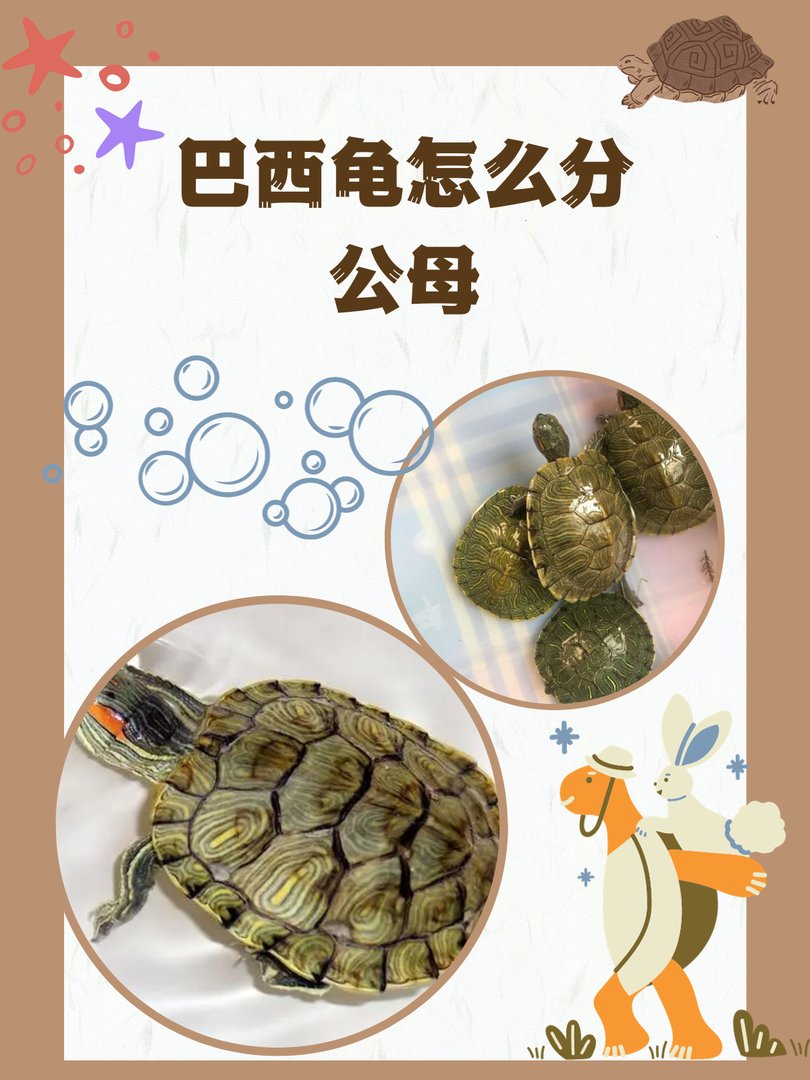 巴西龟怎么分公母