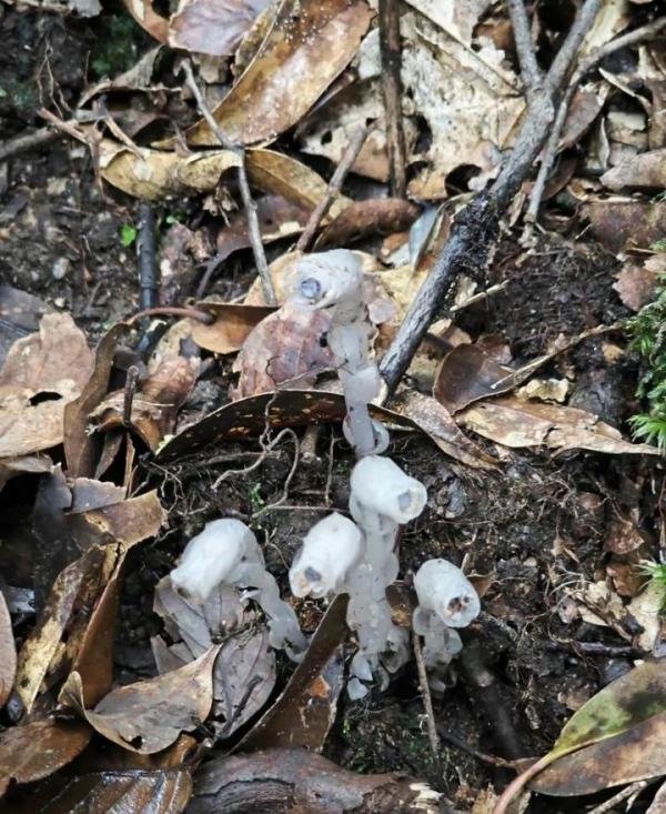 柳州惊现神秘植物,被称冥界之花,靠“尸体”存活,专家:不要碰