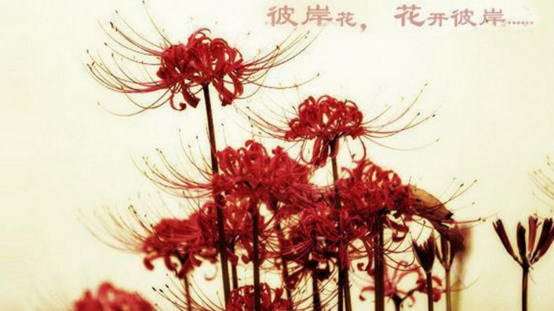 彼岸花的经典一句短句