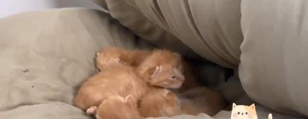 学生返校发现被窝多了一群小奶猫 这是咋情况？