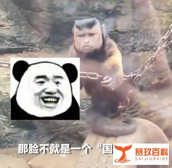 动物园惊现“国字脸”猴子,这么方的猴儿还是第一次见!