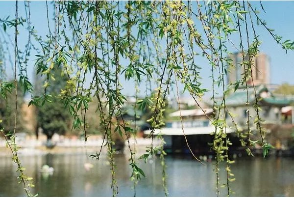 寻花问柳什么意思