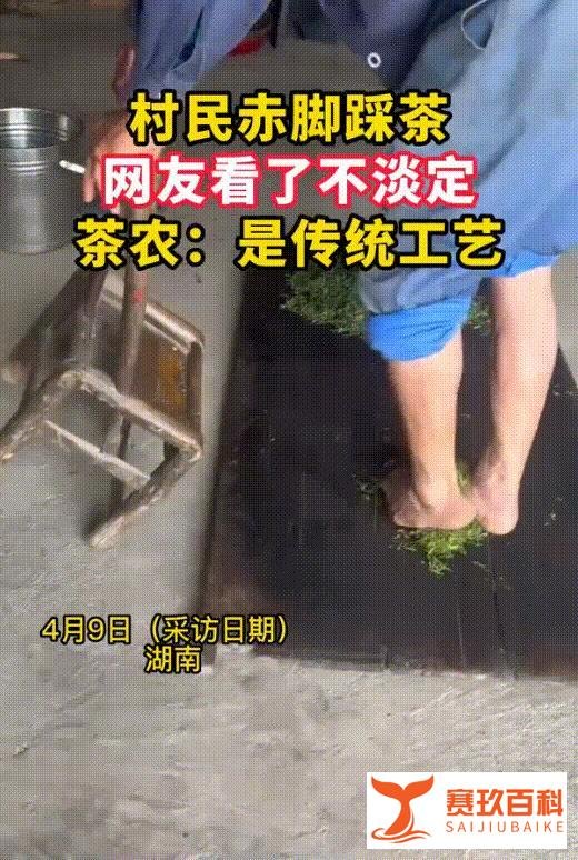 茶农称赤脚踩茶叶是传统工艺，用脚揉捻出的茶叶才最正宗