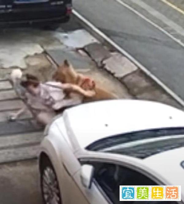 金毛扑倒女子事件双方已和解,达成赔偿协议,狗狗正在医院治疗!