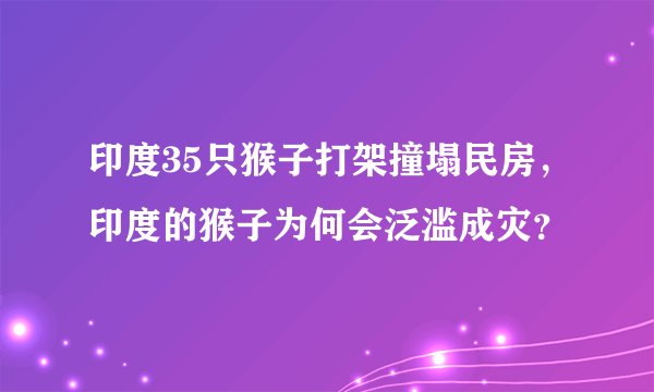 印度35只猴子打架撞塌民房,印度的猴子为何会泛滥成灾?