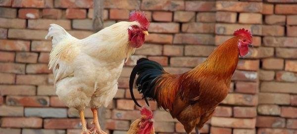 6户人家100多只鸡半夜被偷1声未叫 网友：偷鸡摸狗也是一门学问