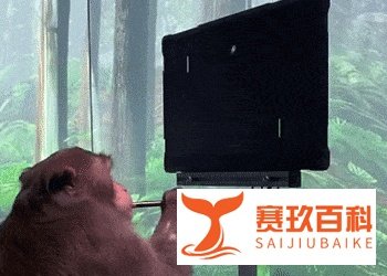 吓尿,猴子可以用意识打游戏了...