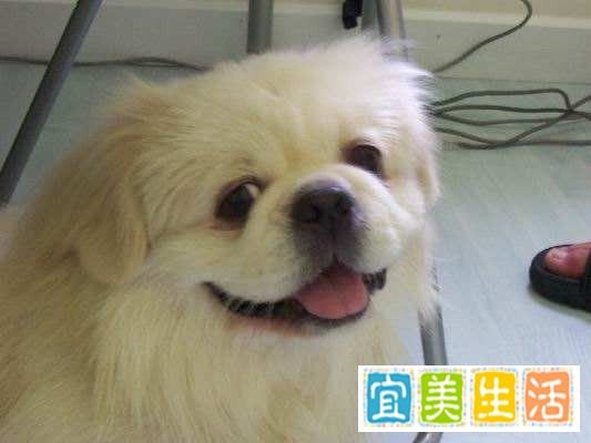 京巴狗怎么养