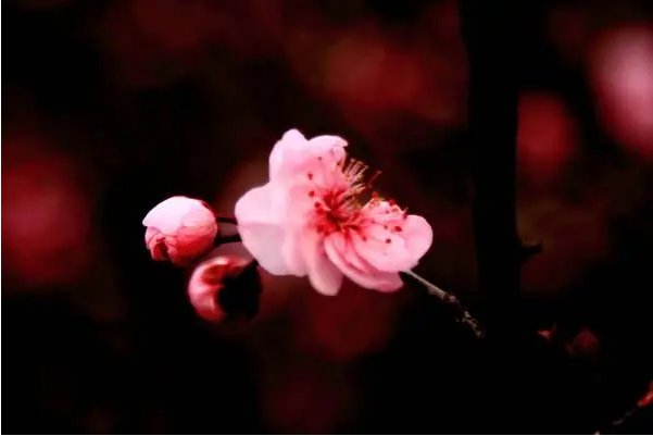 寻花问柳什么意思
