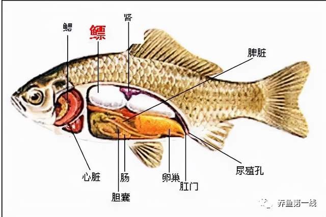 鱼从哪个部位生小鱼