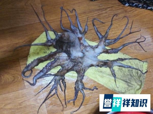 韩国惊现32条腿的章鱼,专家表示将进行放射性测试