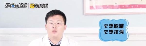 如何看待仓鼠刨木屑是生气