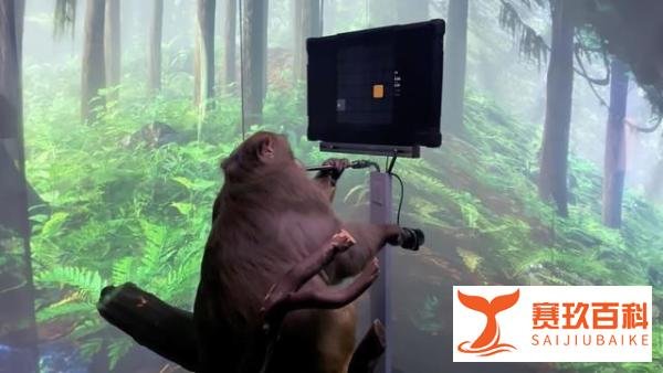 猴子用意念打游戏 这是咋情况？