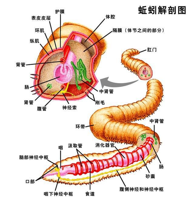 无性繁殖有那么多优势,为什么人类还要选择男女一起繁衍下一代?