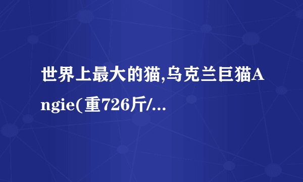 世界上最大的猫,乌克兰巨猫Angie(重726斤/核辐射异变)