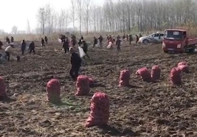 安徽农户芋头遭大批村民捡拾，这些村民缺乏哪些素质涵养？