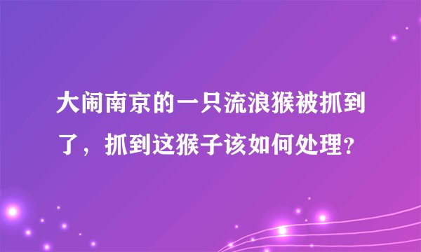 大闹南京的一只流浪猴被抓到了，抓到这猴子该如何处理？