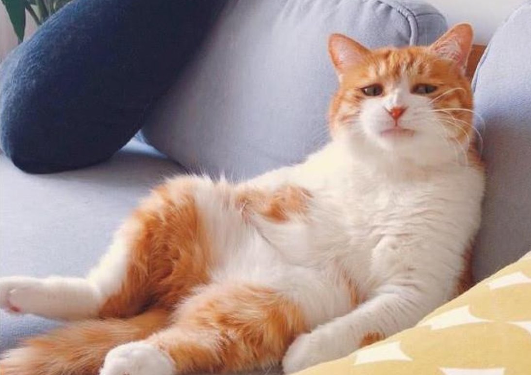 雷神山流浪小奶猫一年后成胖橘,这只流浪猫是怎么被收养的?