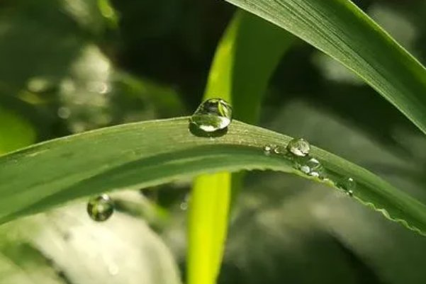 关于白露的古诗四句