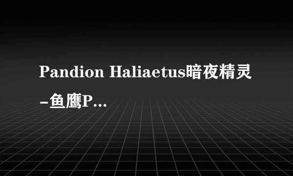 Pandion Haliaetus暗夜精灵-鱼鹰PANDION