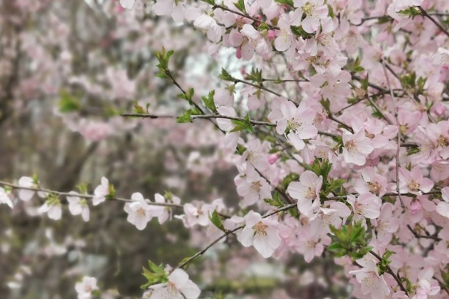 绿影复幽池芳菲四月时什么意思
