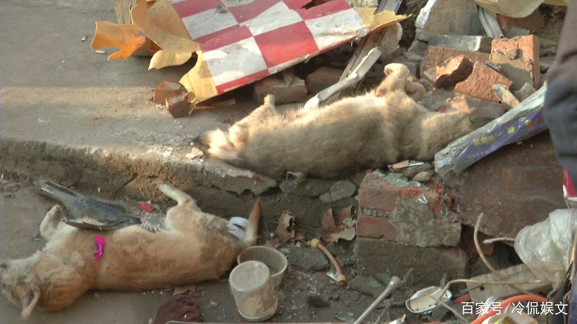视频曝男子喷不明液体后狗狗迅速死亡,他喷射的液体究竟是什么?