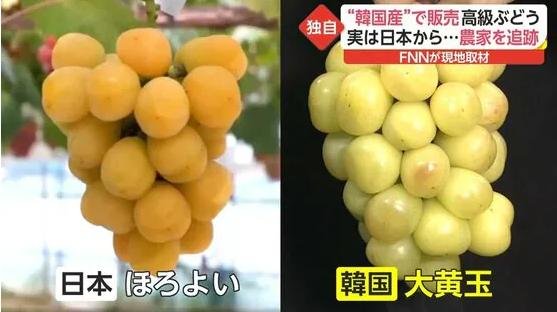 韩国果农偷日本葡萄品种后诡辩,如何看待此事?