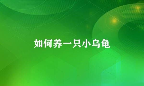 如何养一只小乌龟
