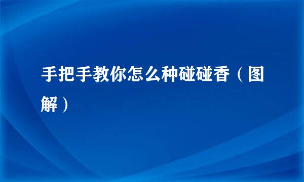 手把手教你怎么种碰碰香（图解）