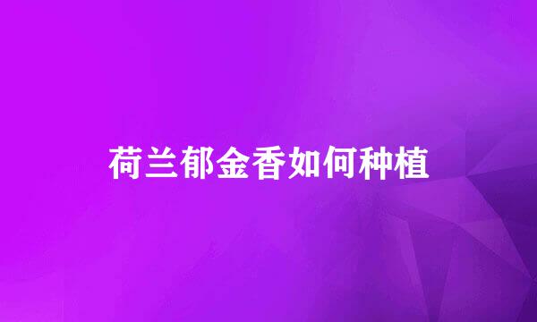 荷兰郁金香如何种植