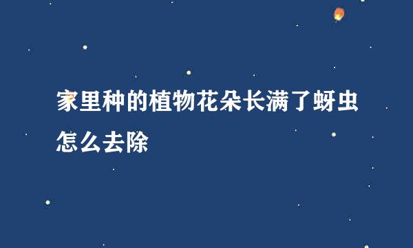家里种的植物花朵长满了蚜虫怎么去除